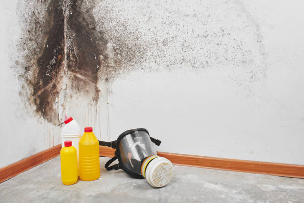 Best Home Mold Removal  in Dewitt, MI