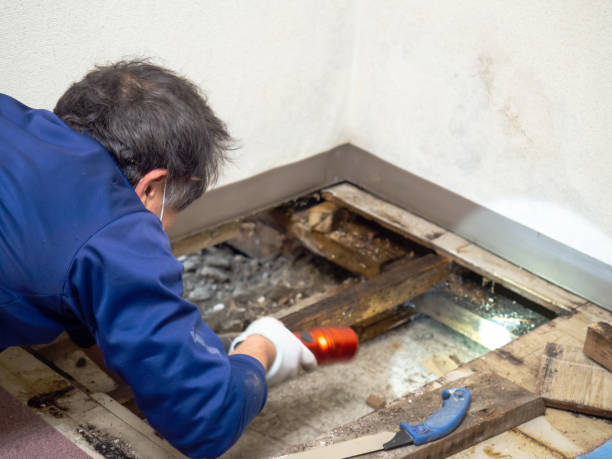 Best Certified Mold Removal  in Dewitt, MI