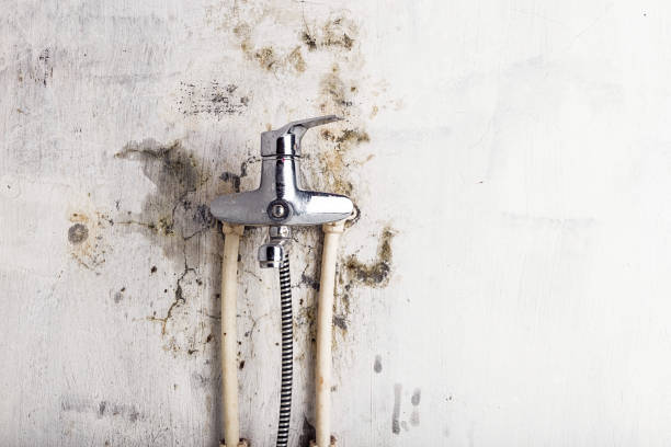 Best Commercial Mold Removal  in Dewitt, MI