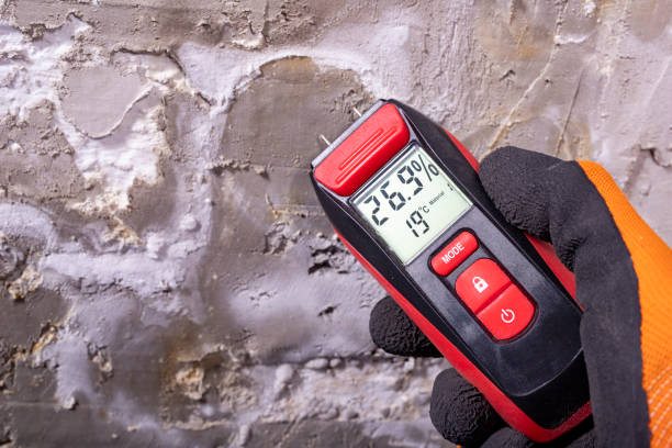 Trusted Dewitt, MI Mold Removal Experts