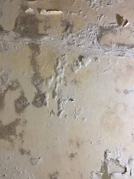 Best Mold Removal Near Me  in Dewitt, MI