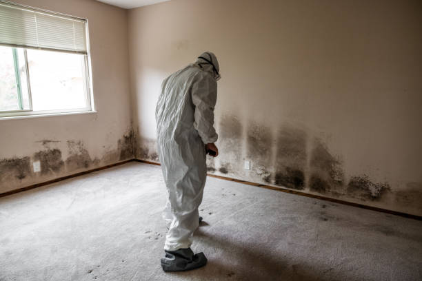 Best Crawl Space Mold Removal  in Dewitt, MI