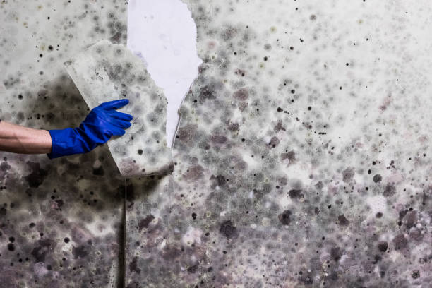 Best Office Mold Removal Services  in Dewitt, MI