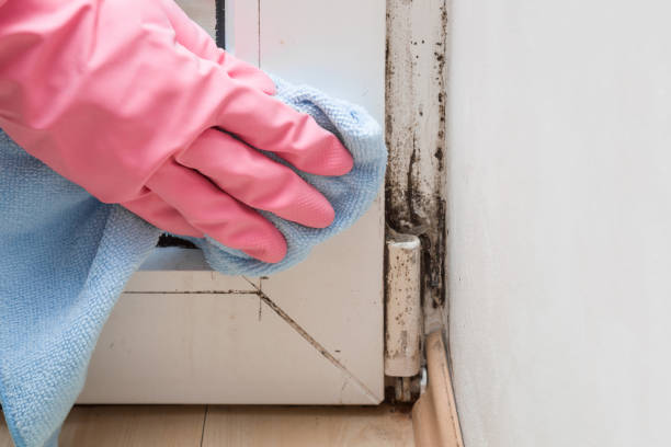 Best Certified Mold Removal  in Dewitt, MI