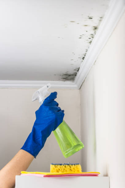 Best Local Mold Removal Service  in Dewitt, MI