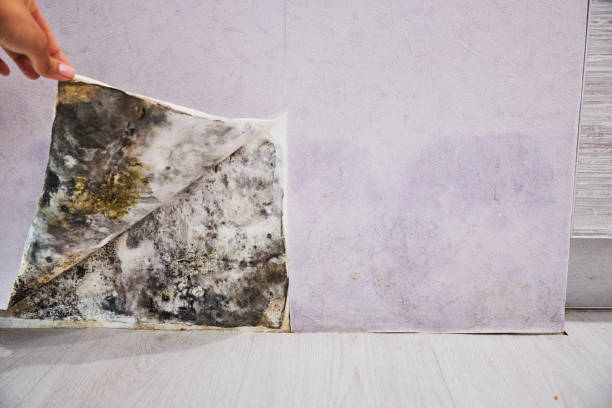 Best Mold Remediation Experts  in Dewitt, MI